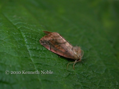 lunar-spotted pinion (Cosmia pyralina) Kenneth Noble